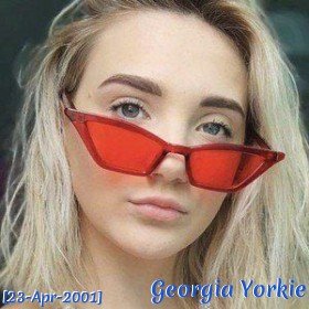 Georgia Yorkie